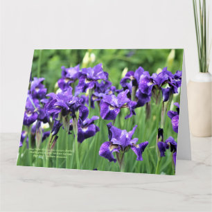 Violet Blue Siberian Iris, Ceasars bror Kort
