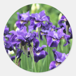 Violet Blue Siberian Iris, Ceasars bror Runt Klistermärke