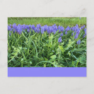 Violet Bluebells - Herschberg, Tyskland Vykort