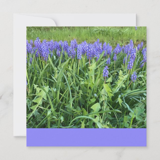 Violet Bluebells Photography - Herschberg, Tysklan Anteckningskort (Framsida)