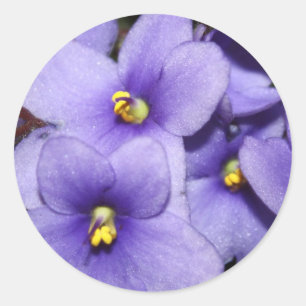 Violet Boquet Runt Klistermärke