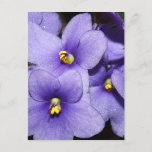 Violet Boquet Vykort