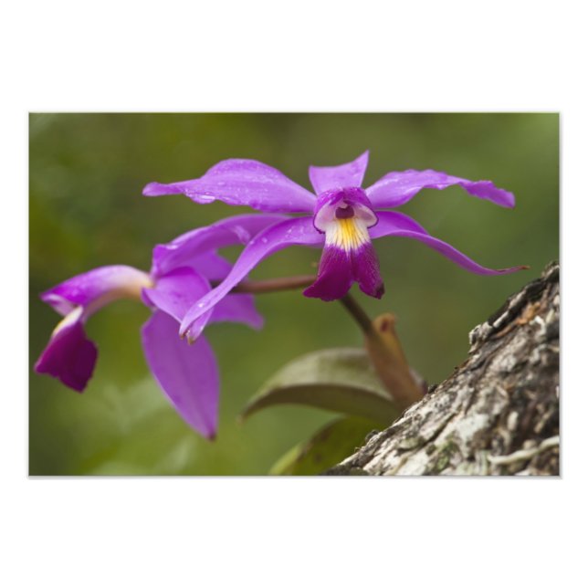Violet Cattleya Orchid Cattleya violacea) Fototryck (Framsidan)