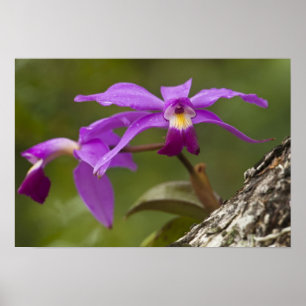 Violet Cattleya Orchid Cattleya violacea) Poster