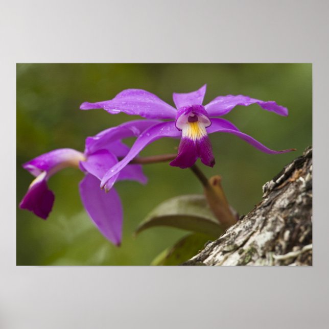 Violet Cattleya Orchid Cattleya violacea) Poster (Framsidan)