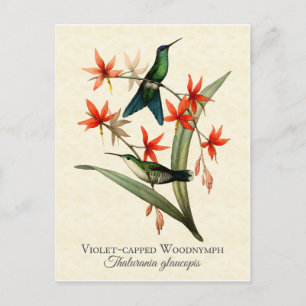 Violet Ccap Wood Nymph Hummingbird Art Postcard Vykort