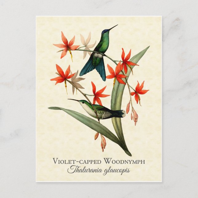 Violet Ccap Wood Nymph Hummingbird Art Postcard Vykort (Framsida)