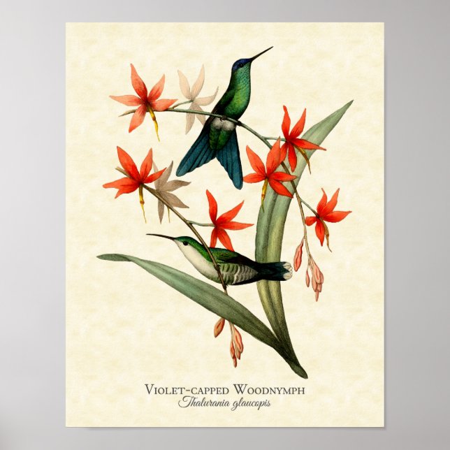 Violet Ccap Wood Nymph Hummingbird Art Skriv ut Poster (Framsidan)