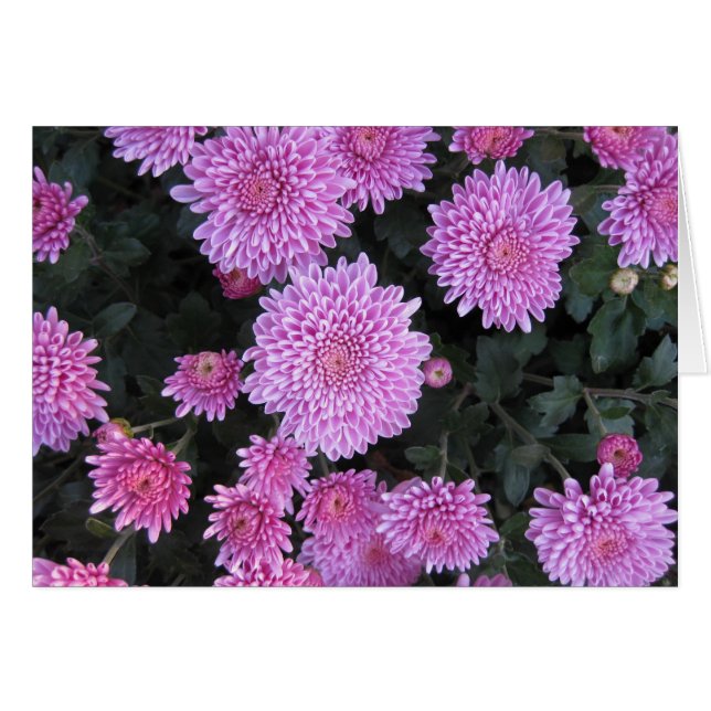 Violet Chrysanthemums Hälsningskort (Framsidan Horizontal)