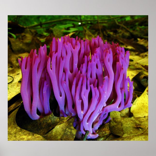 Violet Coral Fungus Clavaria Zollingeri Poster (Framsidan)