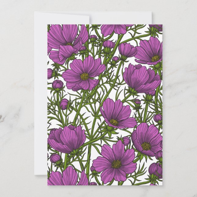 Violet cosmos blommor (Framsida)