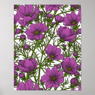 Violet cosmos blommor poster