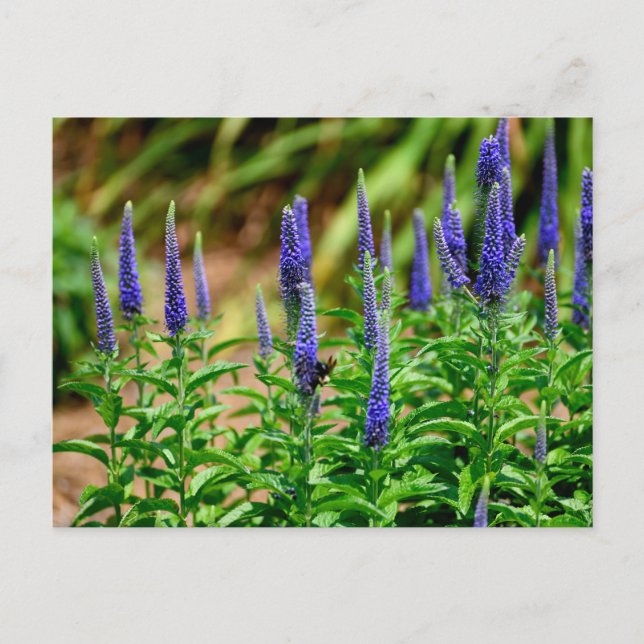 Violet färg blazing-stjärnblommor vykort (Framsida)