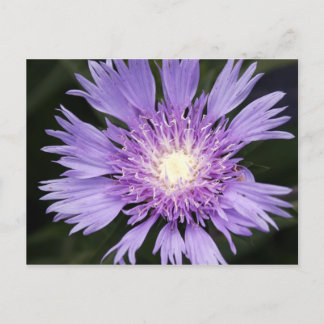 Violet Flower vycard Vykort