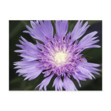 Violet Flower vycard