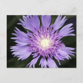 Violet Flower vycard Vykort