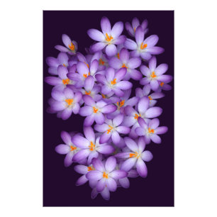 Violet Flowers Fototryck