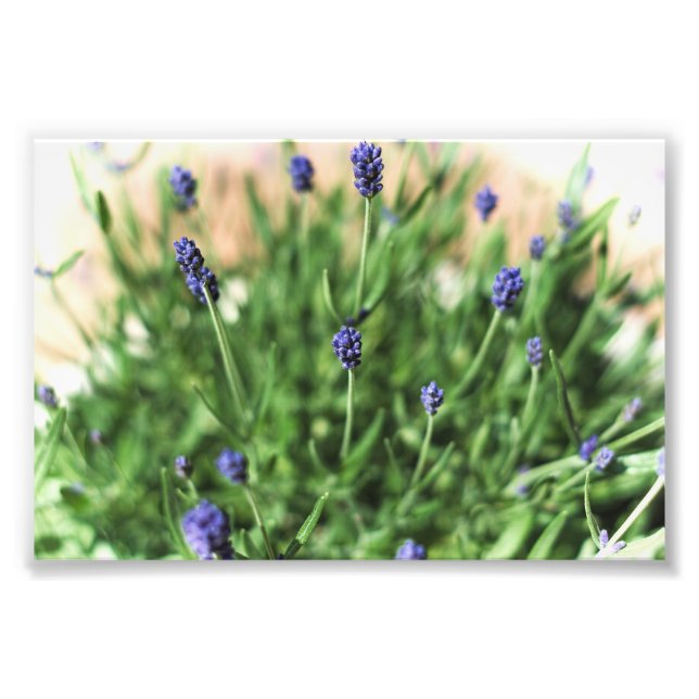 Violet Flowers - Fotoutskrift Fototryck (Framsidan)