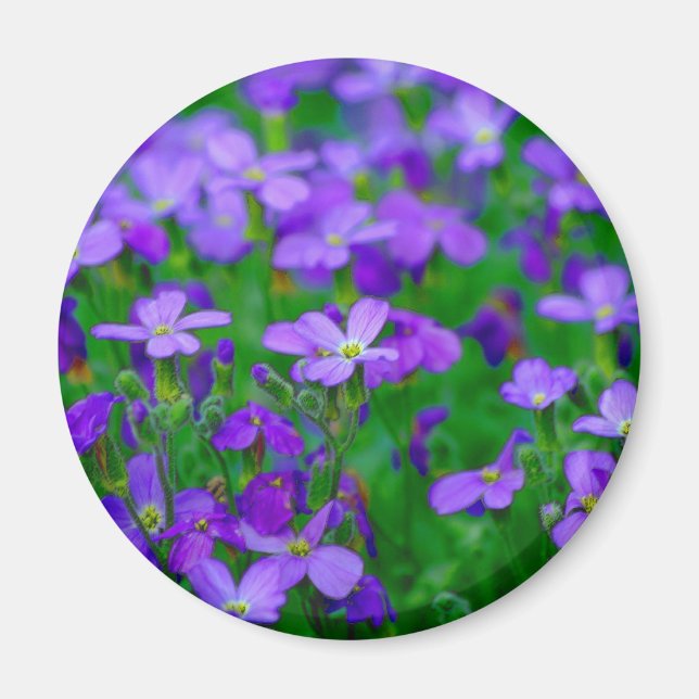 Violet Flowers Magnet (Framsidan)