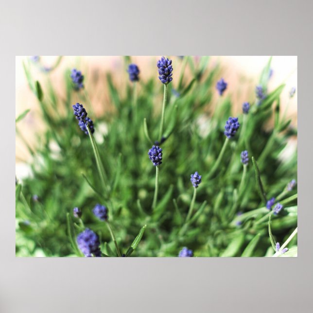 Violet Flowers - Poster (Framsidan)