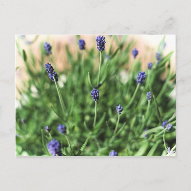 Violet Flowers - vykort (Framsida)