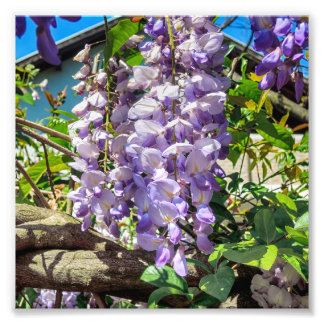 Violet Flowers Wisteria Fototryck