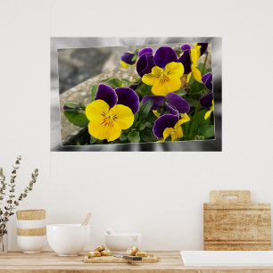 Violet gult pansisies poster