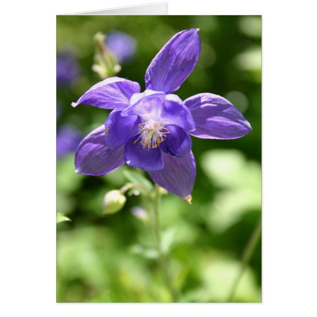 Violet Hälsningskort (Framsidan)