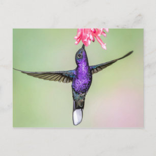 Violet Hummingbird i Flight Vykort