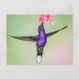 Violet Hummingbird i Flight Vykort
