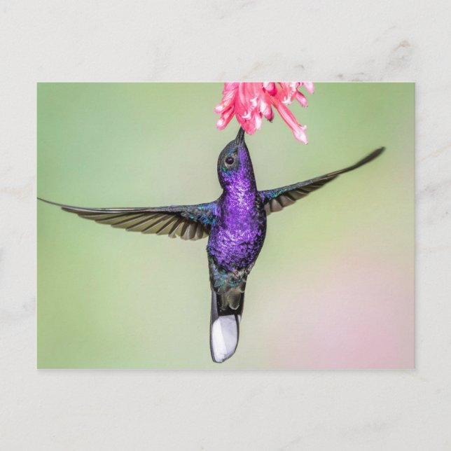 Violet Hummingbird i Flight Vykort (Framsida)