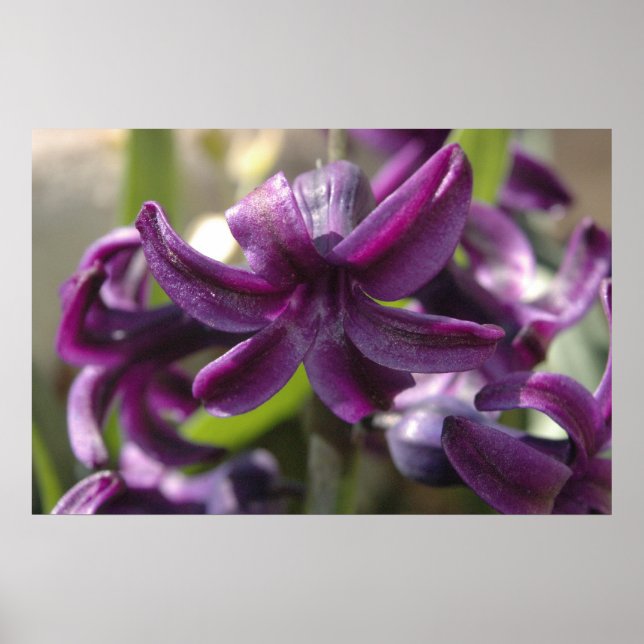 Violet Hyacinths Poster (Framsidan)