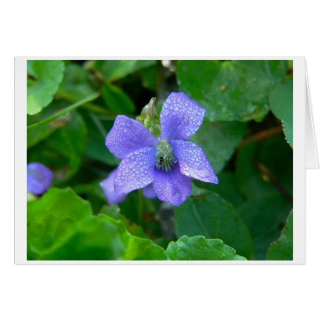 Violet i Rain OBS Kort (Framsidan Horizontal)