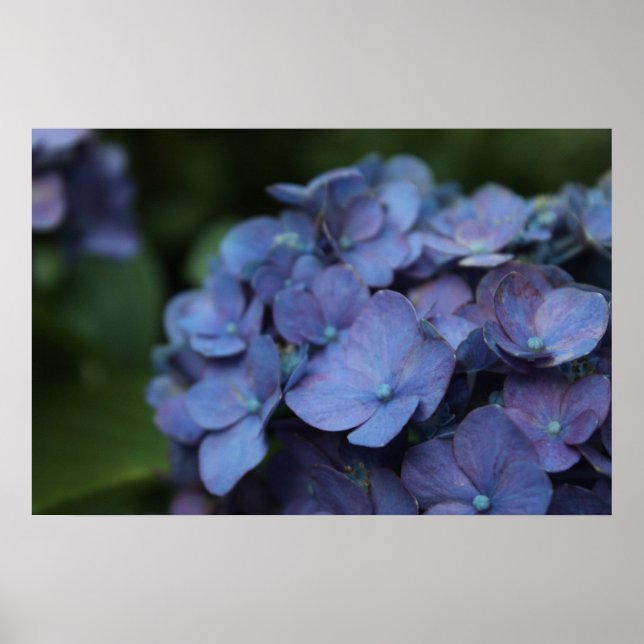 Violet i Twilight Poster (Framsidan)