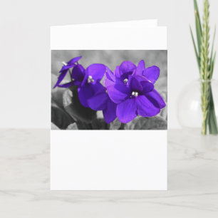 Violet, kort
