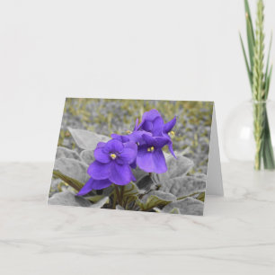 Violet, kort