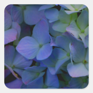 Violet lila rosa blue hydrangeas blommigt fyrkantigt klistermärke