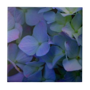 Violet lila rosa blue hydrangeas blommigt kakelplatta