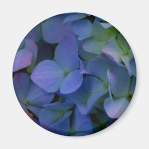 Violet lila rosa blue hydrangeas blommigt magnet