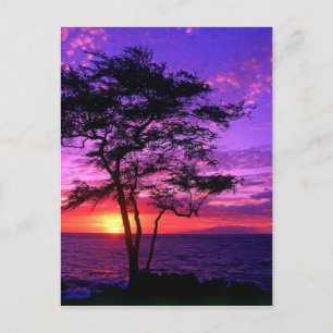 Violet och Rosa Sunset Träd Vykort