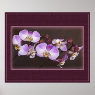 Violet och White Orchid Close Photo Poster
