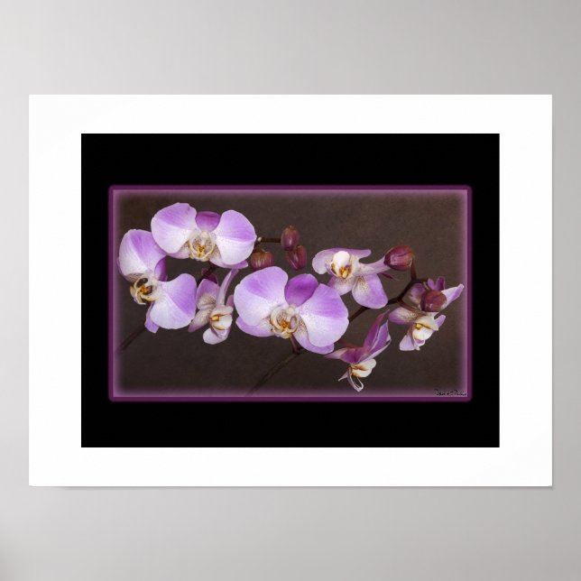 Violet och White Orchid Close Photo Poster (Framsidan)