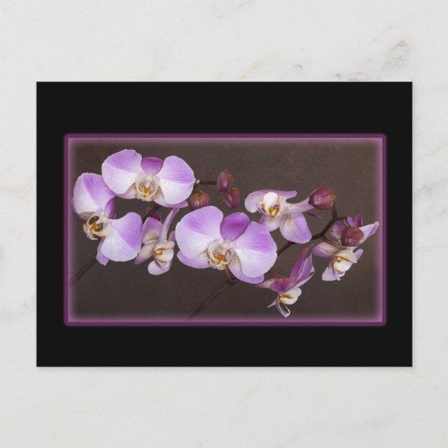 Violet och White Orchid Close Photo Vykort (Framsida)