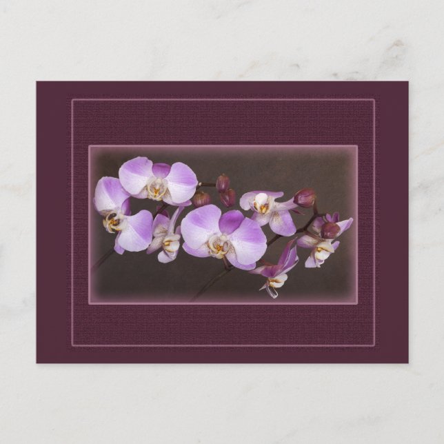Violet och White Orchid Close Photo Vykort (Framsida)