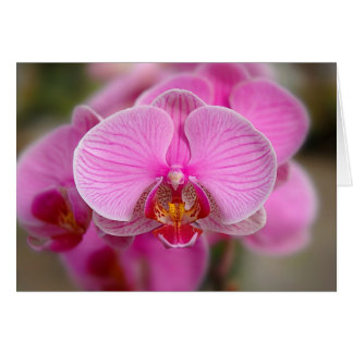 Violet Orchids Hälsningskort