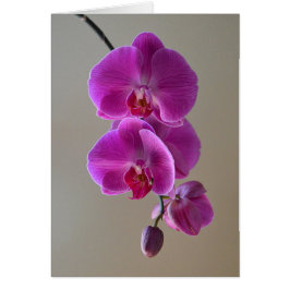 Violet Phalaenopsis Orchid Card Hälsningskort