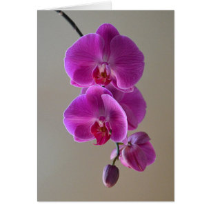 Violet Phalaenopsis Orchid Card Hälsningskort