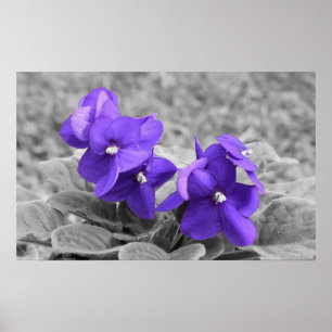 Violet Poster