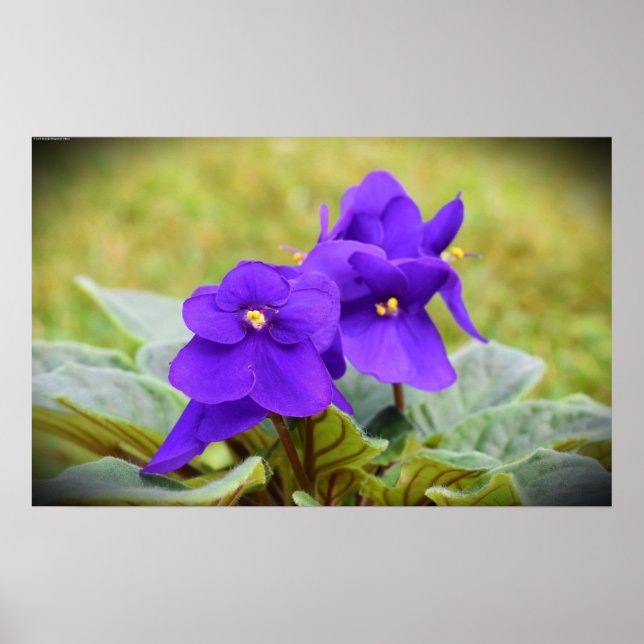 Violet Poster (Framsidan)