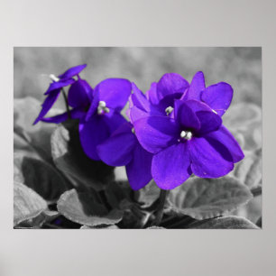 Violet Poster
